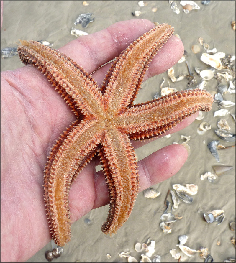 asterias-forbesi-common-sea-star